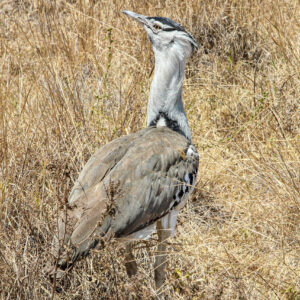 Beauty of wildlife by Camille Massida Photography